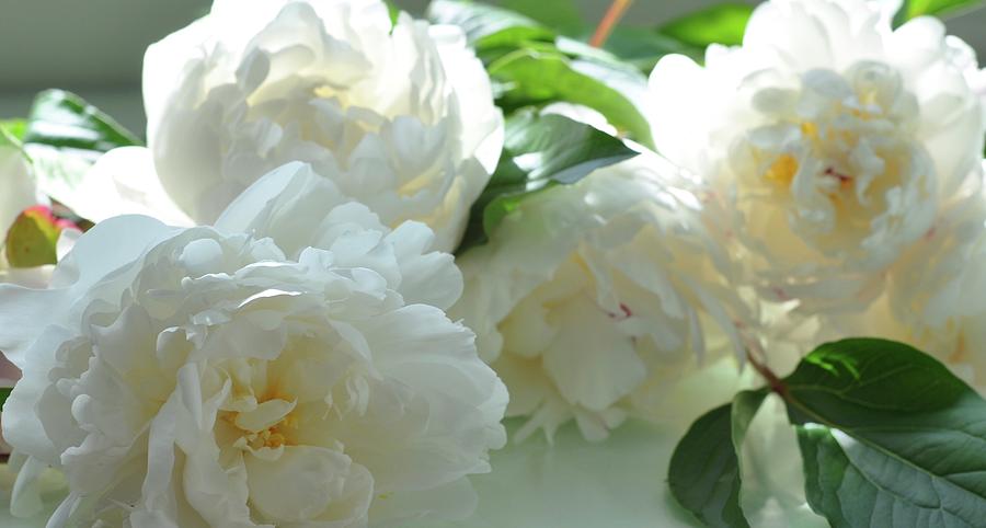 Peonies by Kathy Flood Peonies by Kathy Flood