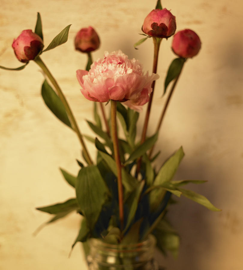 Flower Photograph - Peonies by Michael Harrison