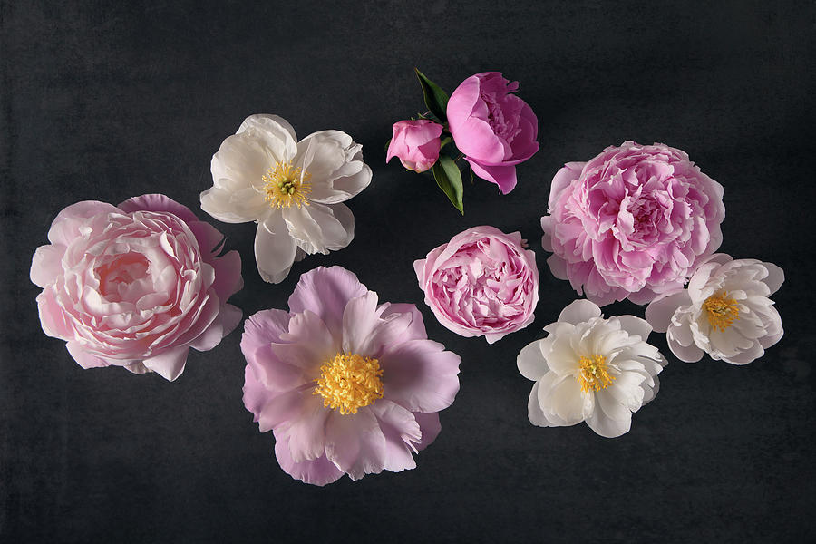 Peonies No. 39 by Allison Trentelman Peonies No. 39 by Allison Trentelman