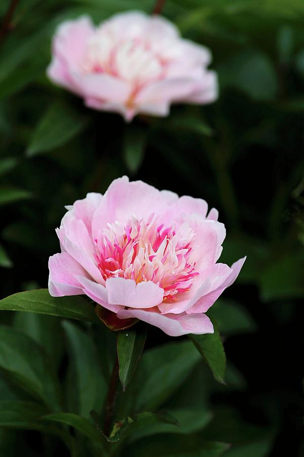 Peonies Of Variety  Do Tell Photograph by Alexandra Panella