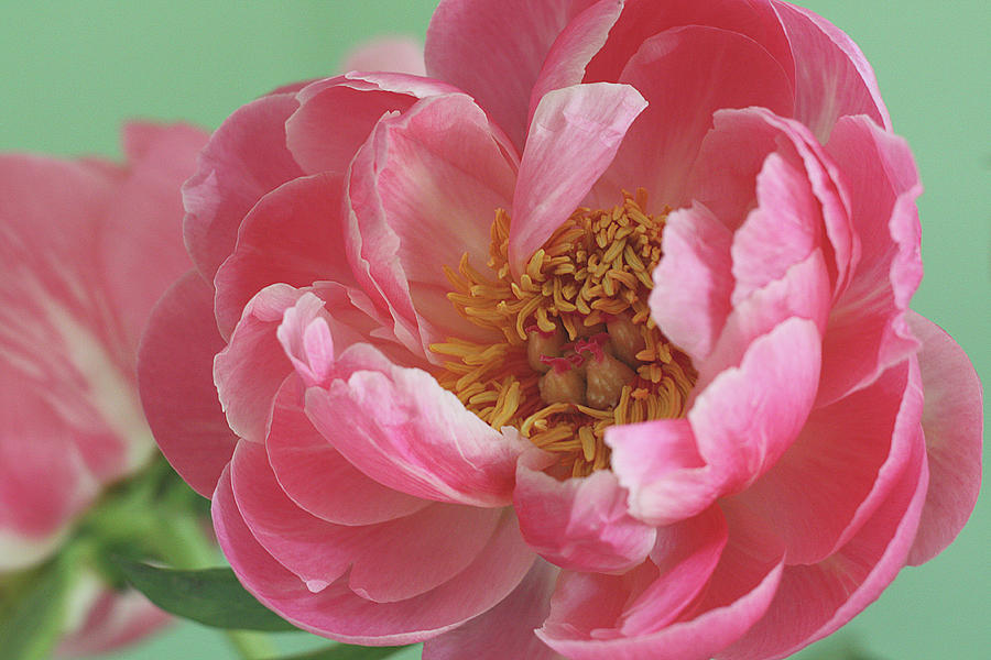 Peony Photograph by © 2011 Staci Kennelly