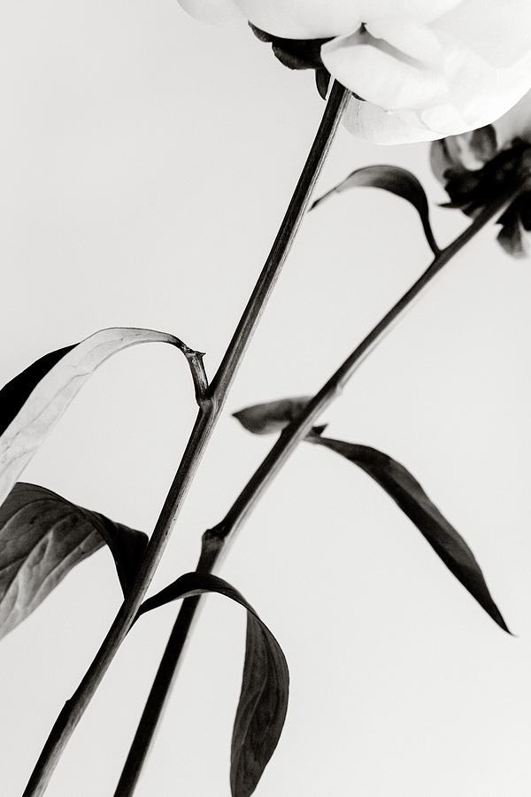 Flower Photograph - Peony 08 by 1x Studio Iii