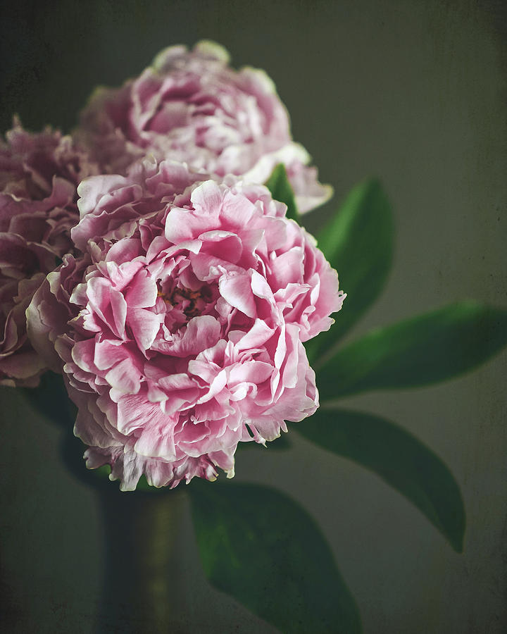 Peony 15 Photograph by Lupen Grainne