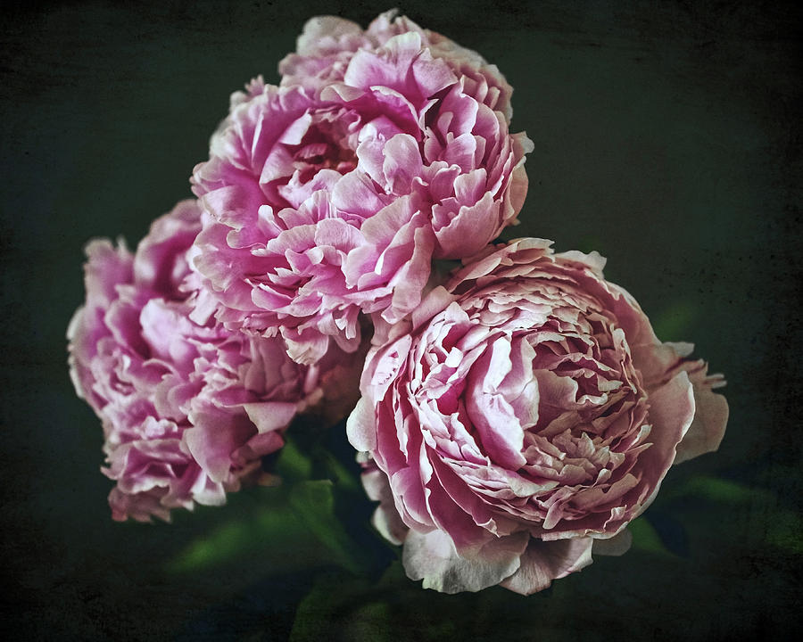 Peony 17 Photograph by Lupen Grainne