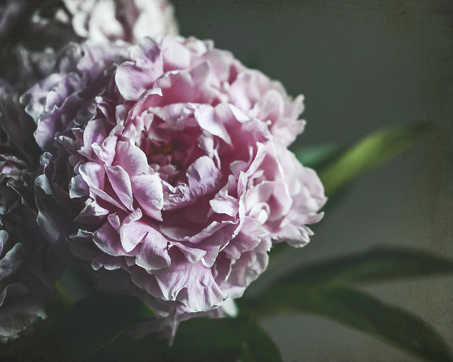 Peony 18 Photograph by Lupen Grainne