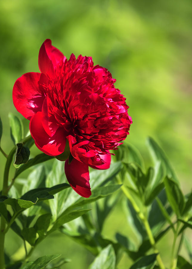 Peony 2019-1 Photograph by Thomas Young