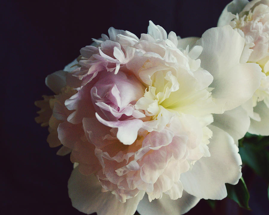 Peony 5 Photograph by Lupen Grainne