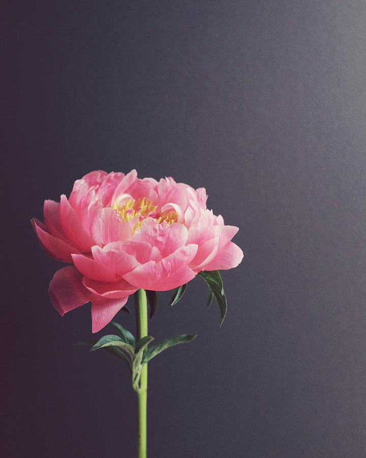 Peony 8 Photograph by Lupen Grainne | Pixels