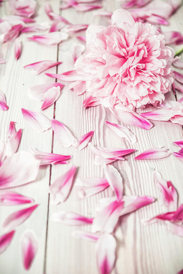 Peony And Peony Petals On Wooden Surface Photograph by Ruud Pos