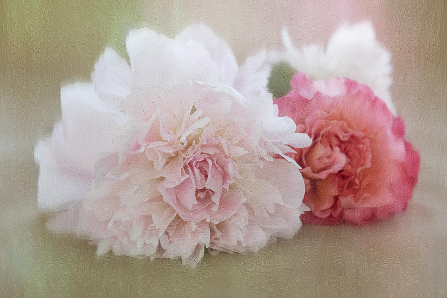 Rose Photograph - Peony And Rose by Roswitha Schleicher-schwarz