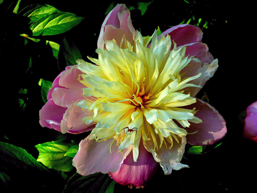 Peony and Spider Photograph by Mike McBrayer