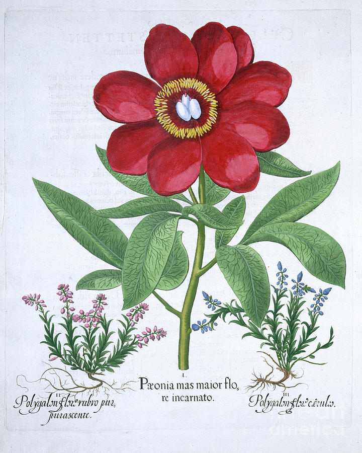Peony And Two Polygalons 1613 Drawing by Heritage Images