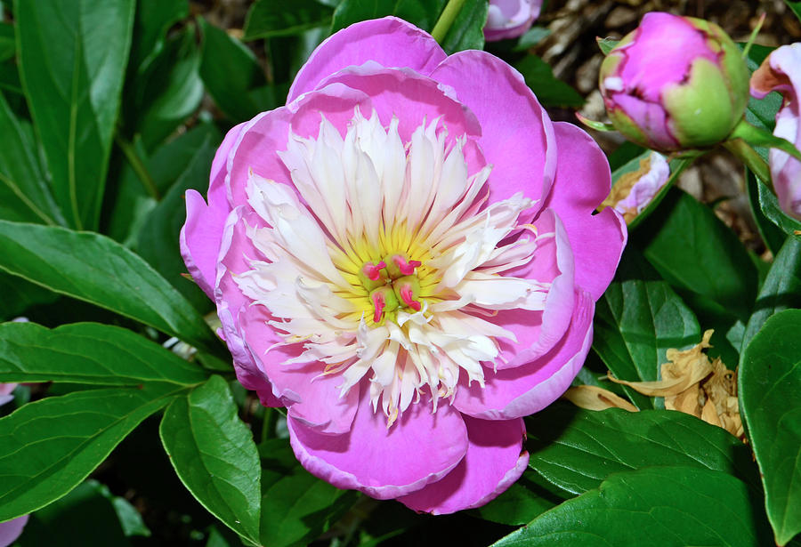 Peony - Bowl Of Beauty 025 Photograph by George Bostian