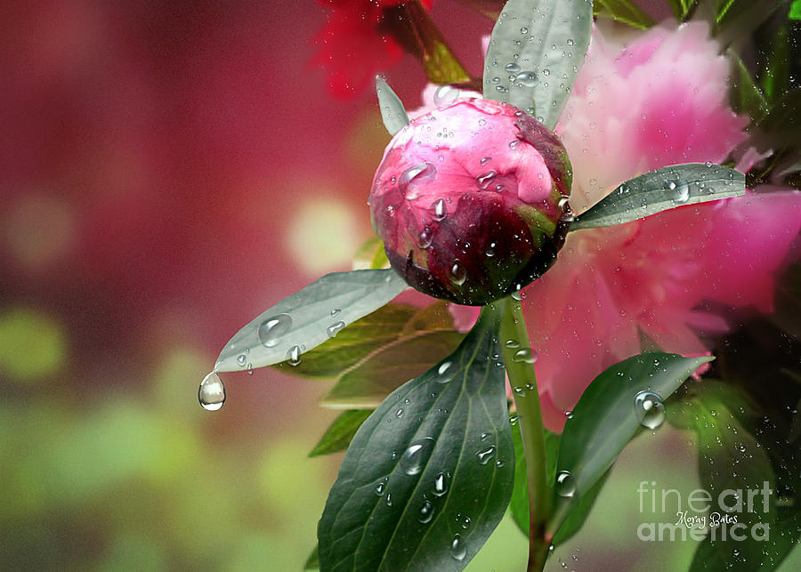 Peony Bud and  Refractions Mixed Media by Morag Bates