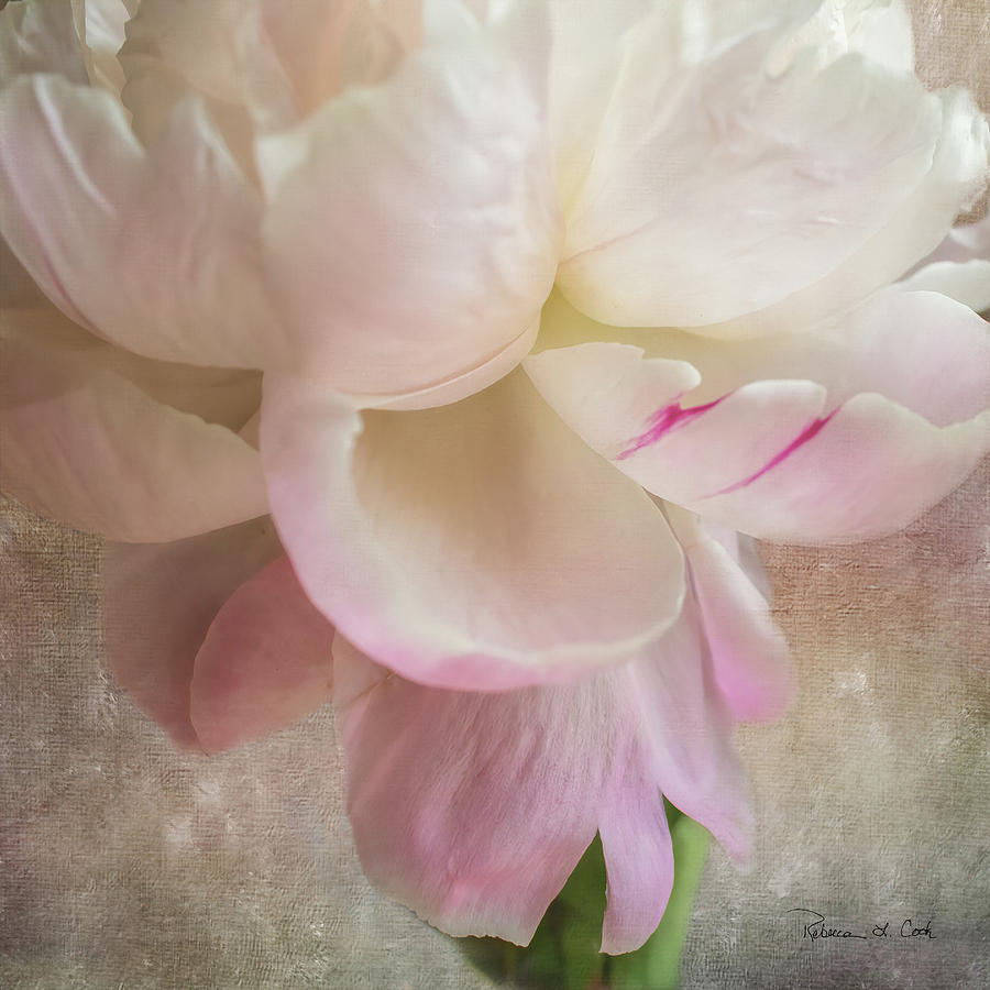 Peony Essence Square Image Photograph by Bellesouth Studio