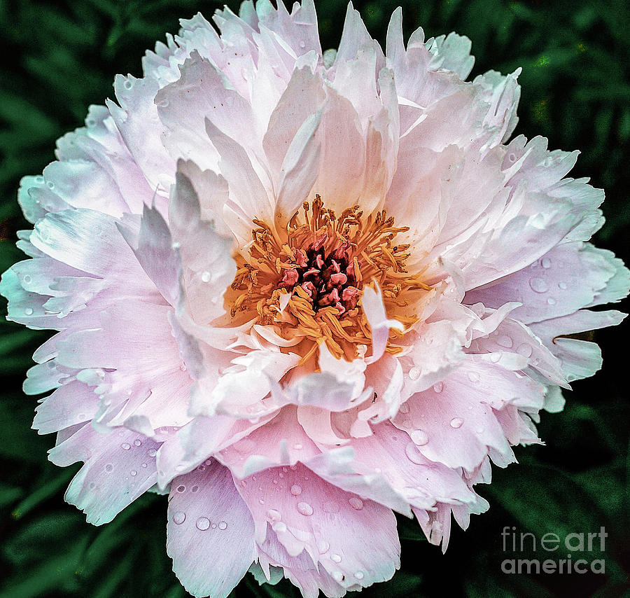 Nature Photograph - Peony Flower 2 by Edward Fielding
