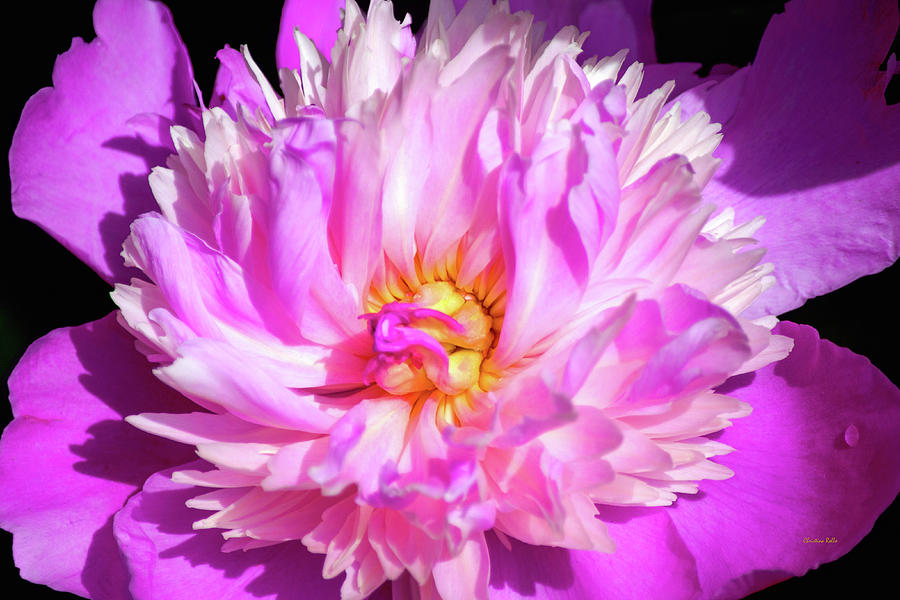 Peony Flower Photograph by Christina Rollo