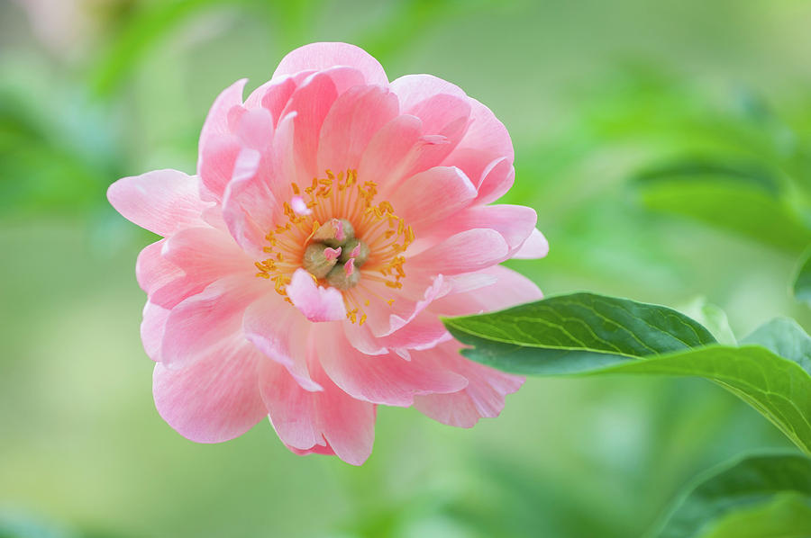 Peony Flower Coral Sunset Photograph by Jenny Rainbow