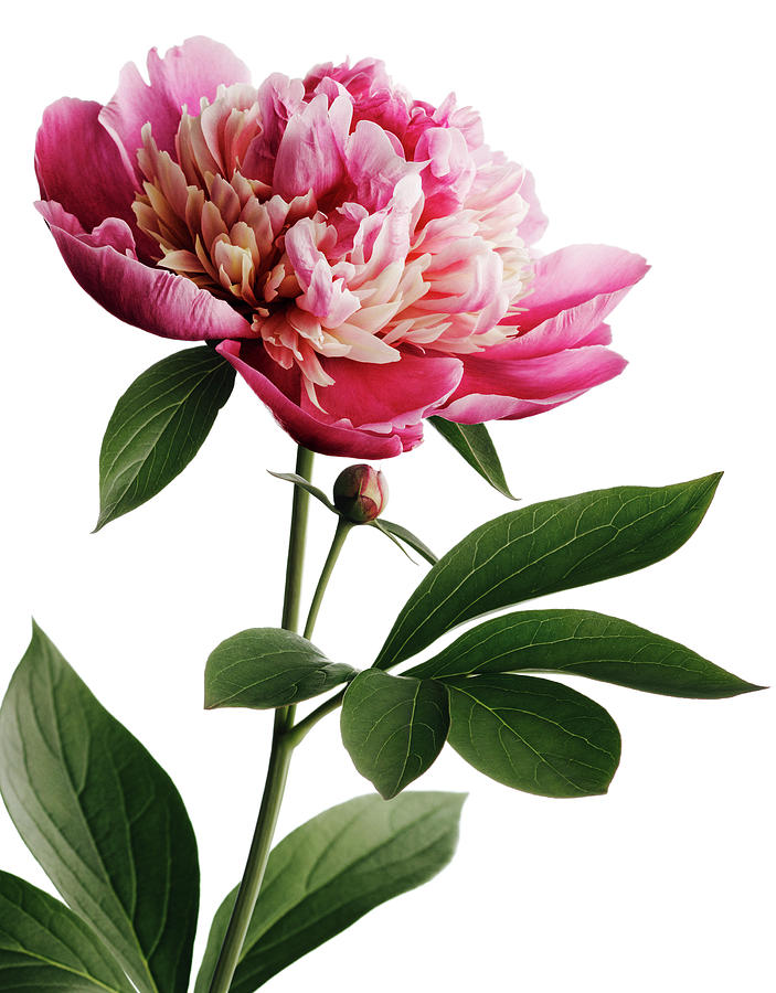 Canvas Print Pink peony flower, stem and leaves 