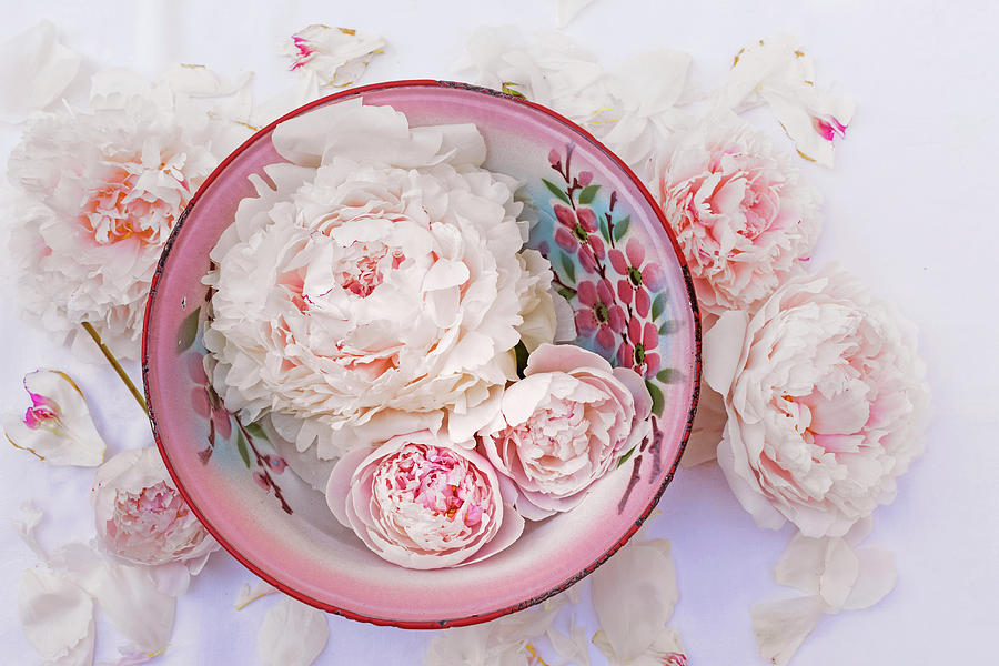 Peony Flowers And Buds In Painted Enamel Bowl Photograph by Sabine Lscher