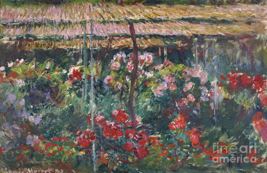 Peony Garden, 1887. Artist Monet Drawing by Heritage Images