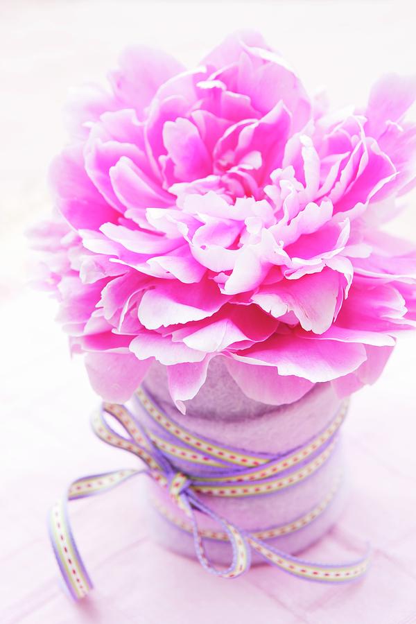 Peony In A Container Wrapped With Felt And Decorative Ribbon Photograph by Sabine Lscher