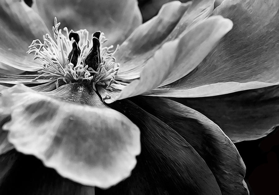 Peony In Black And White Photograph by Gaby Ethington