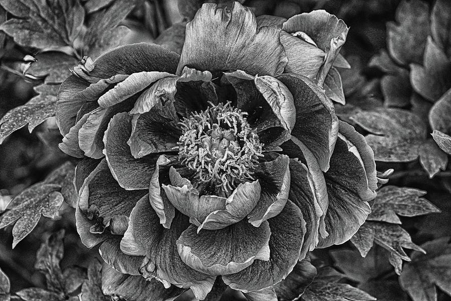 Peony In Black And White Photograph by James DeFazio
