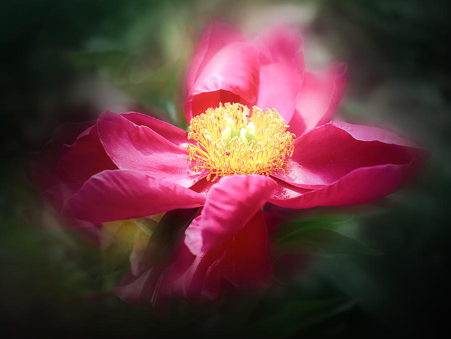 Abstract Photograph - Peony In Light by Youngil Kim