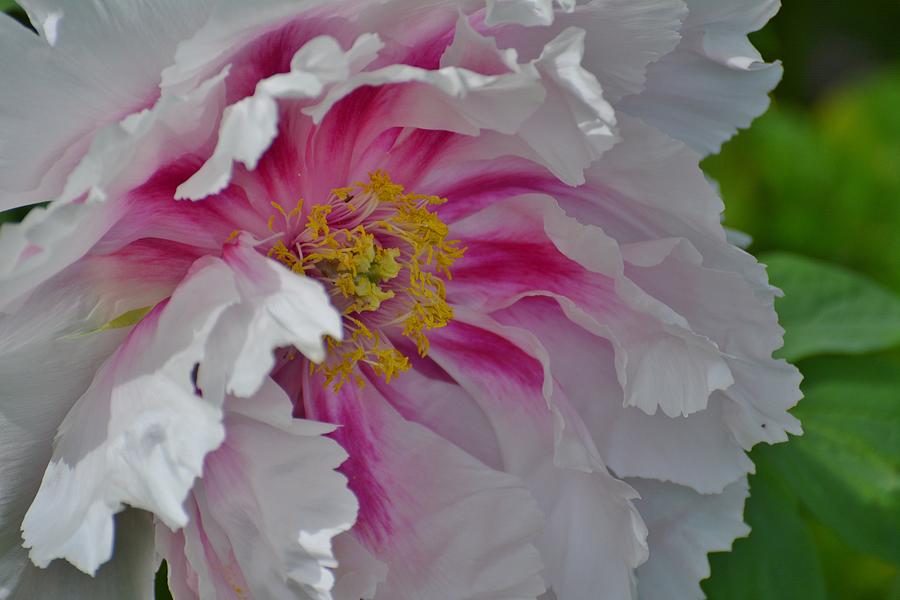 Peony Photograph by Joan Septembre