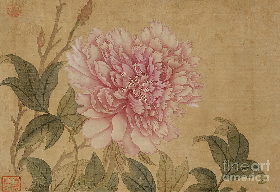 Peony, Leaf From An Album Of Flower Paintings Ink And Colour On Silk Painting by Yun Shouping