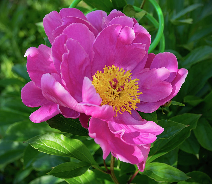 Peony Photograph by Lucy Banks | Fine Art America