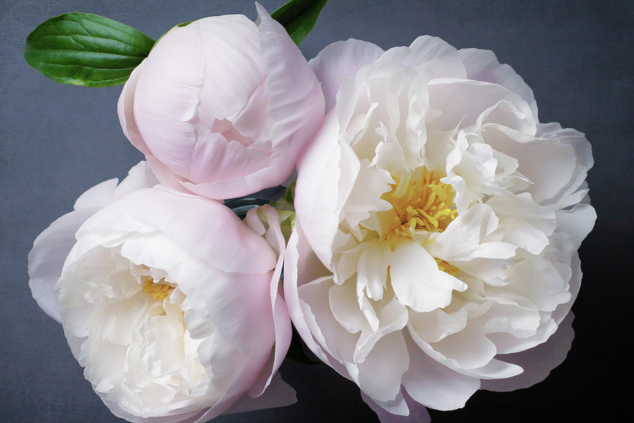 Peony No. 33 by Allison Trentelman Peony No. 33 by Allison Trentelman