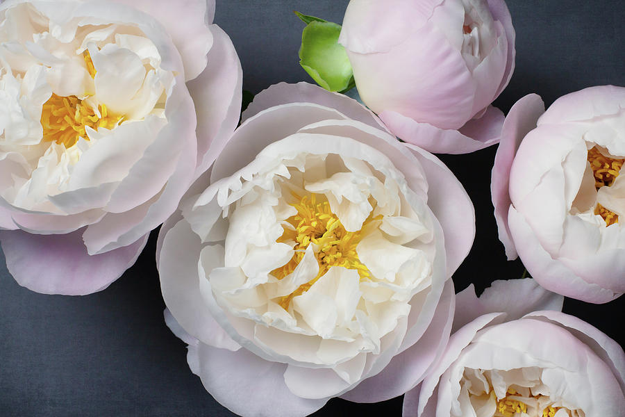 Peony No. 37 by Allison Trentelman Peony No. 37 by Allison Trentelman