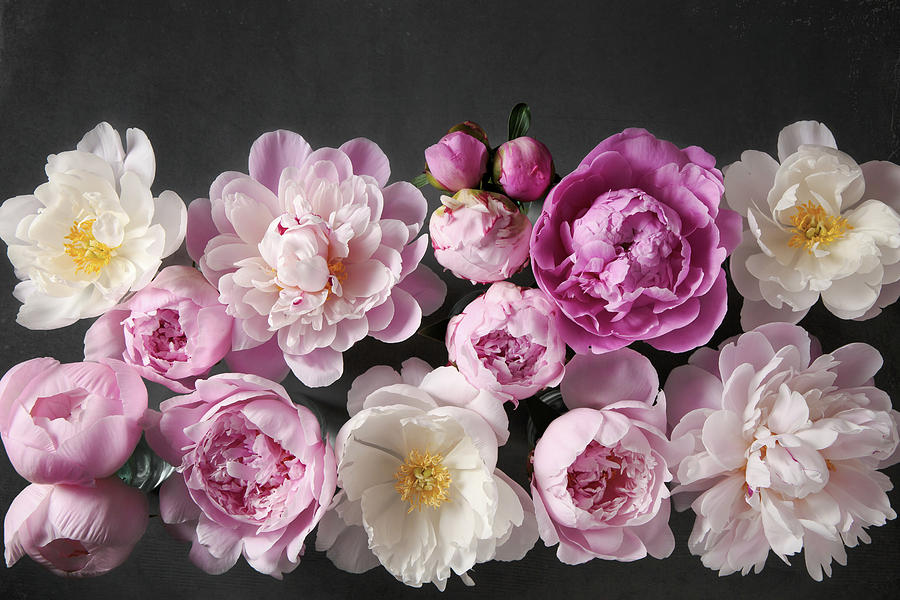 Peony No. 40 by Allison Trentelman Peony No. 40 by Allison Trentelman