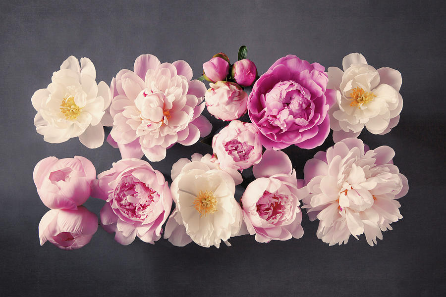Peony No. 46 by Allison Trentelman Peony No. 46 by Allison Trentelman
