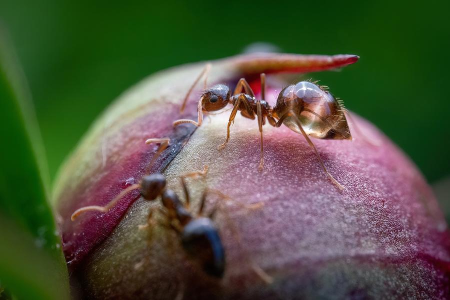 Ant Photograph - Peony Patron by Jon Ehrmann