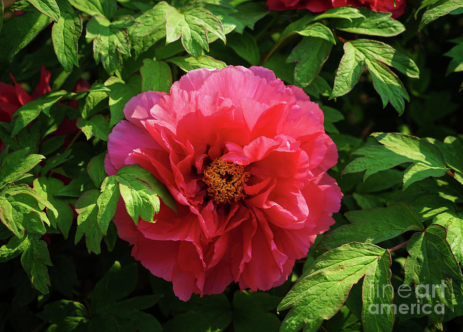 Flower Photograph - Peony Perfection in Pink by Rachel Cohen