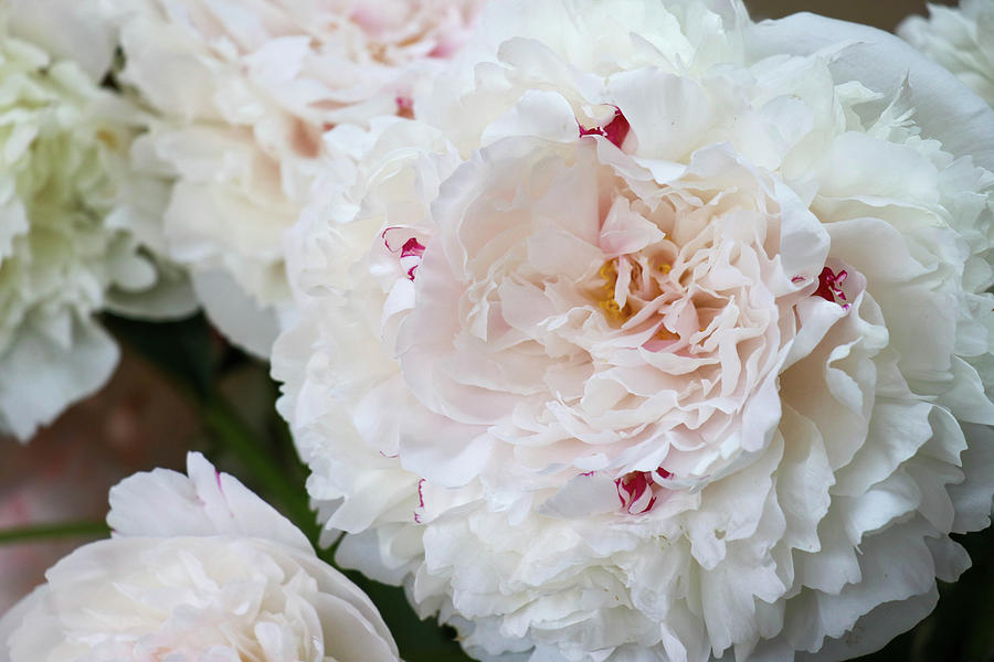 Peony Perfection Photograph by Mary Anne Delgado