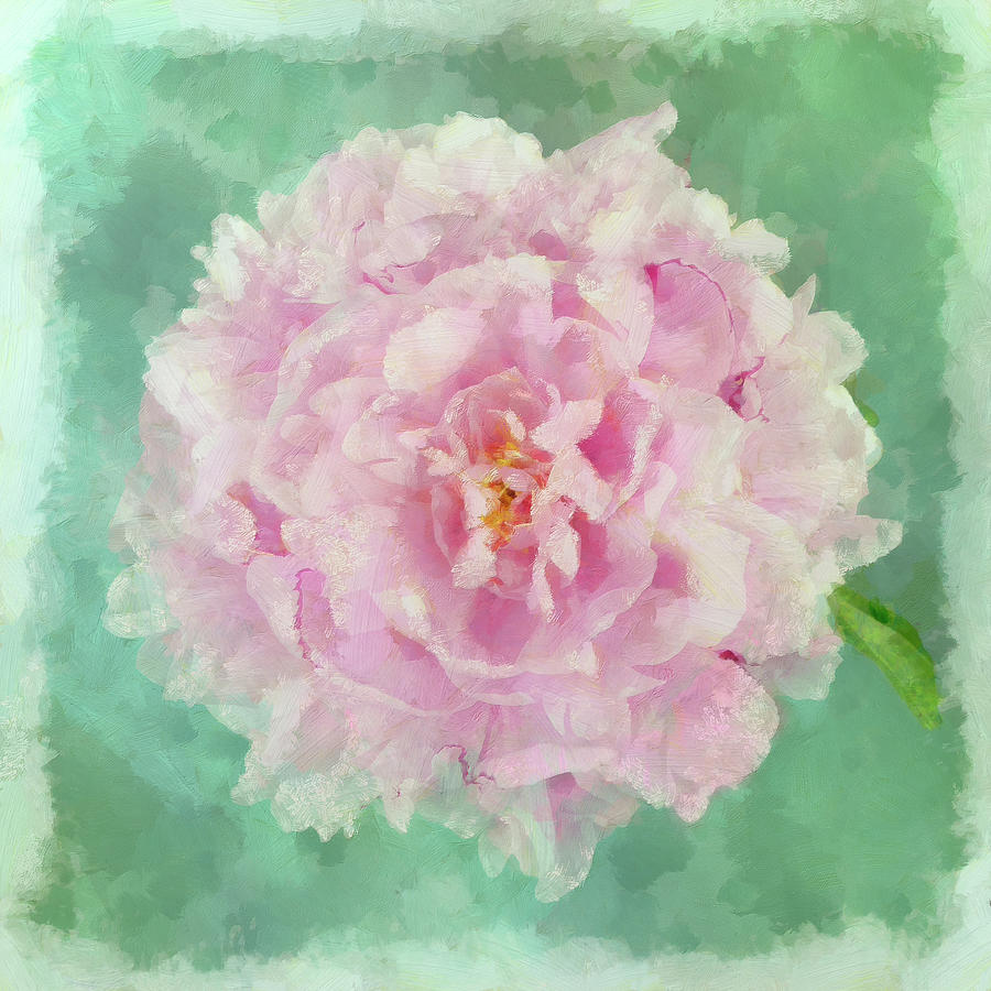 Flower Photograph - Peony Pink by Cora Niele