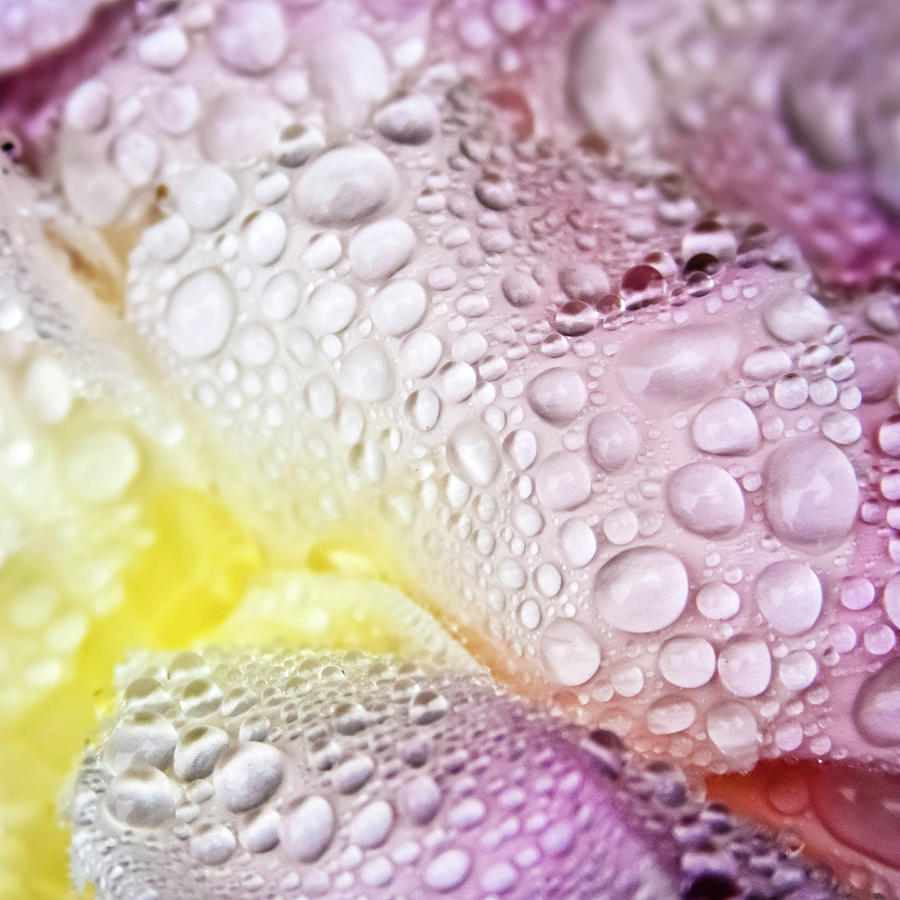 Peony Raindrops Photograph by Brooke Anderson Photography
