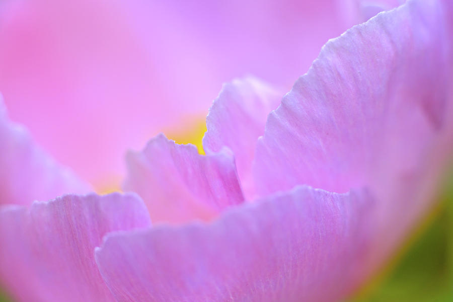 Peony Sea Shell Photograph by Jeff Schneiderman - Fine Art America