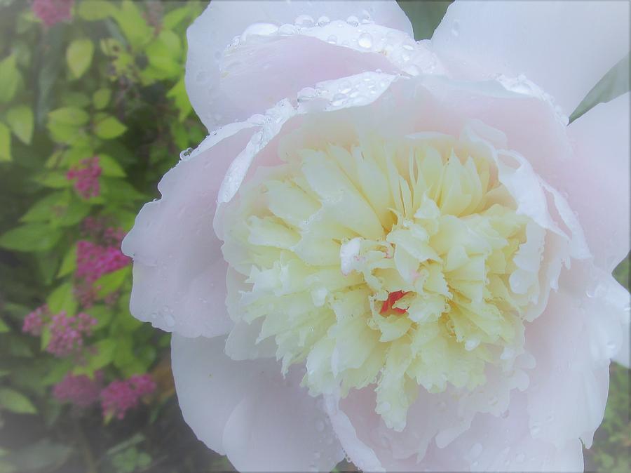 Peony Photograph by Sharon Ackley