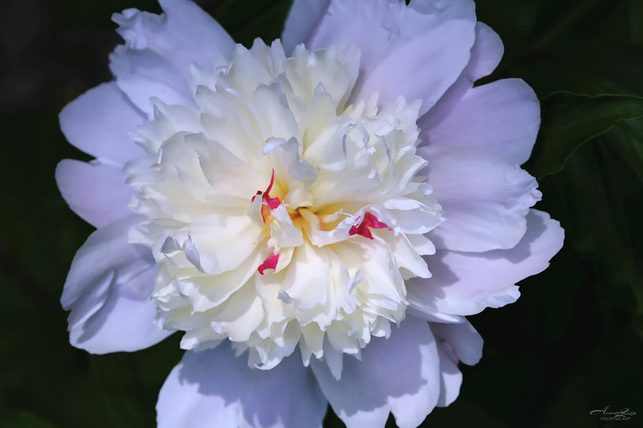 Peony Soft White Photograph by Anna Louise