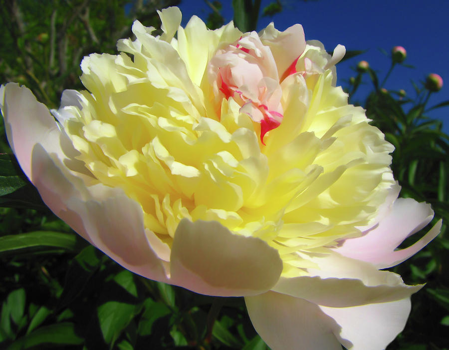 Peony Photograph by Susan Hope Finley