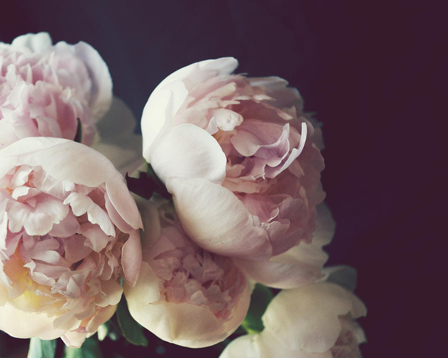 Peony Three Photograph by Lupen Grainne