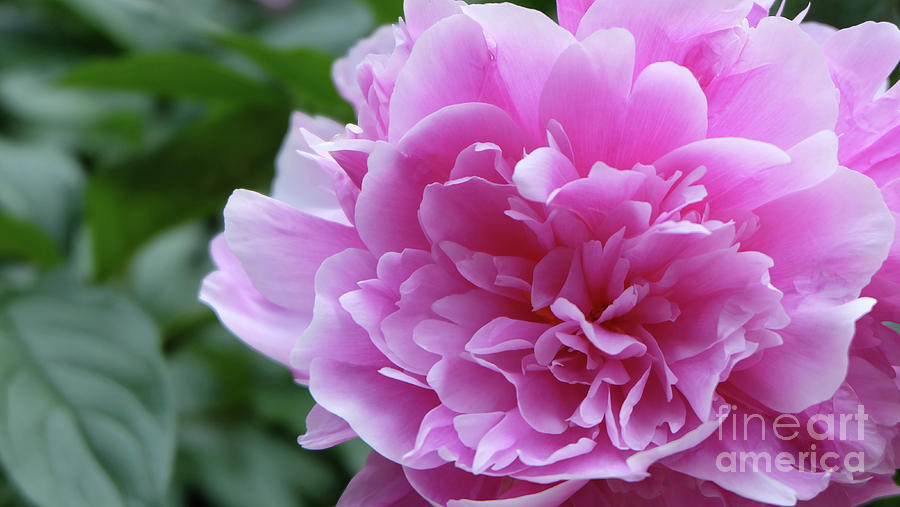 Peony with blooming prosperity Photograph by Cloudy Theater - Fine Art ...