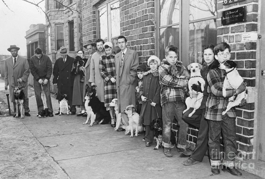 People Line Up To Get Dogs Rabies Shots Photograph by Bettmann