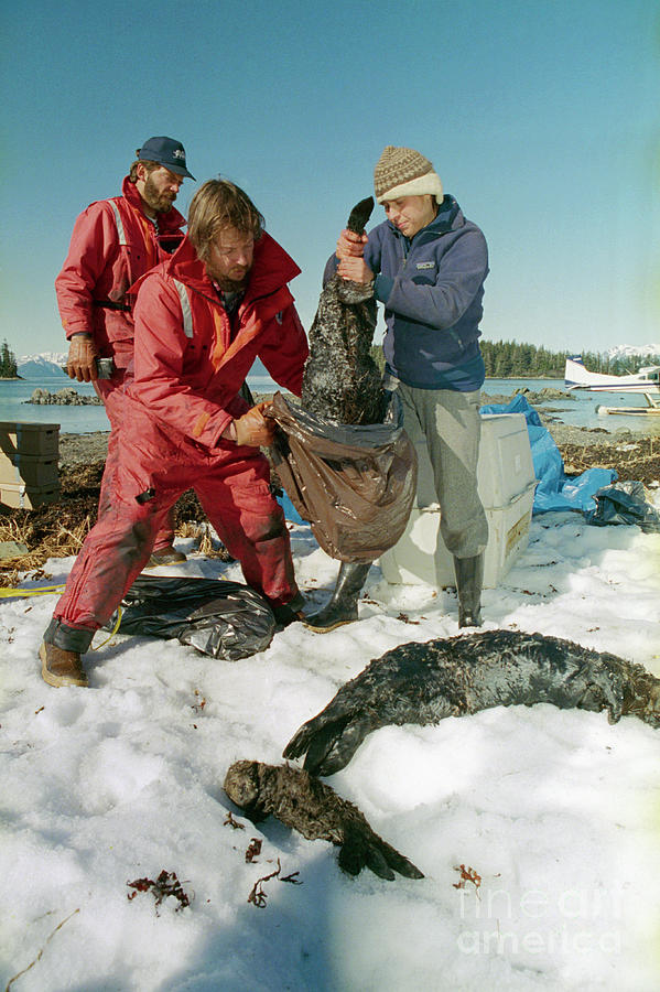 People Picking Up Sea Otters Carcasses Photograph by Bettmann
