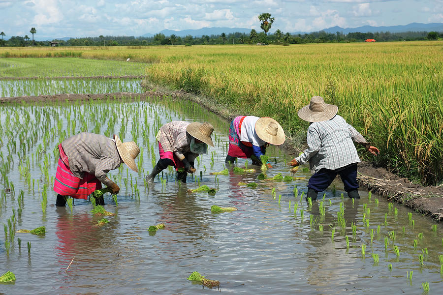 People Transplanting Rice On A Nice Day By Tommyix